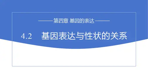高中生物人教版(2019)必修二4.2基因表达与性状的关系(共16张ppt)