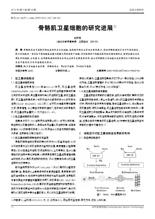 骨骼肌卫星细胞的研究进展