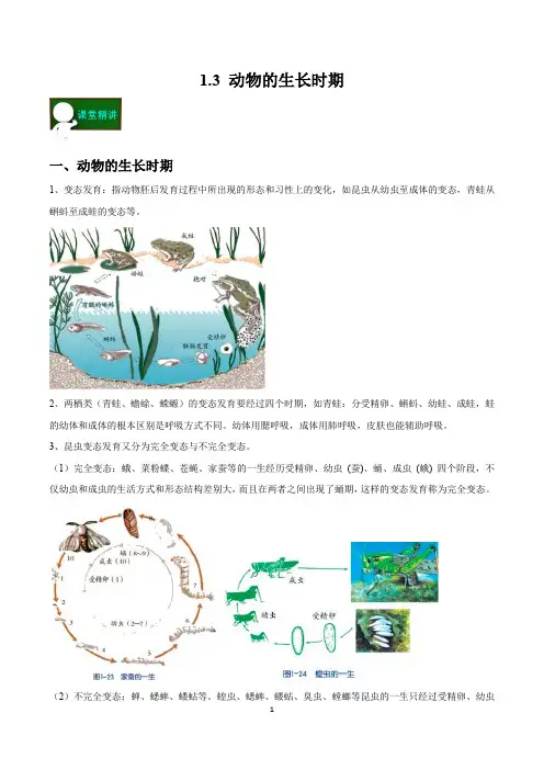1.3 动物的生长时期