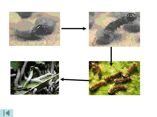 教科版科学三下蚕的生长变化ppt课件