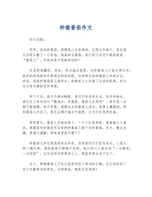 种植番茄作文