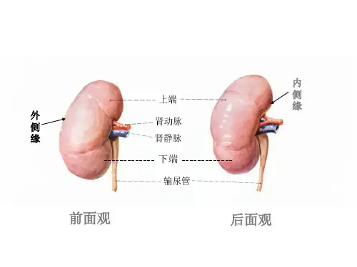 肾脏解剖结构图PPT课件