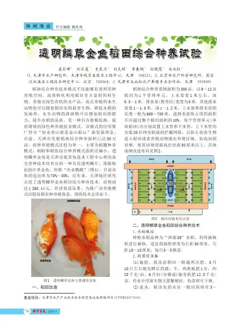透明鳞草金鱼稻田综合种养试验