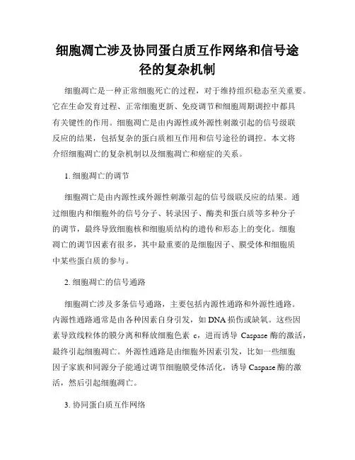 细胞凋亡涉及协同蛋白质互作网络和信号途径的复杂机制