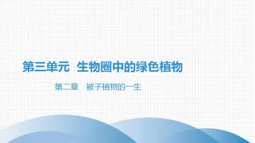 最新人教版中考生物复习知识点梳理 第三单元 生物圈中的绿色植物 第二章被子植物的一生