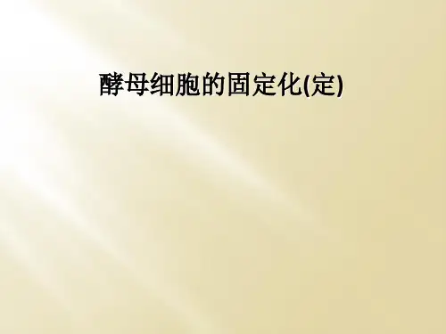 酵母细胞的固定化(定)