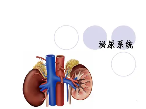 泌尿系统(解剖)ppt课件
