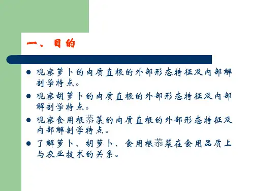 实验4根菜类蔬菜肉质根形态和结构的ppt课件
