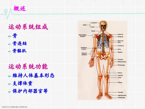运动系统(人体组织解剖学)