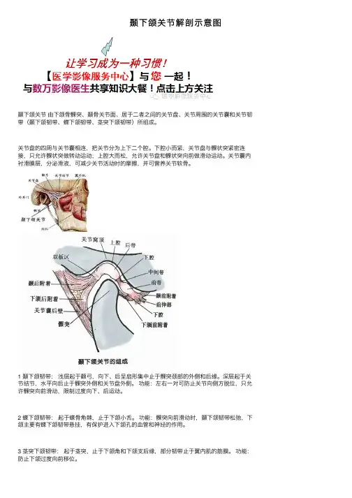 颞下颌关节解剖示意图