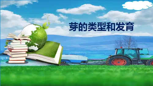 4-1-6芽的类型和发育+课件-济南版八年级生物上册