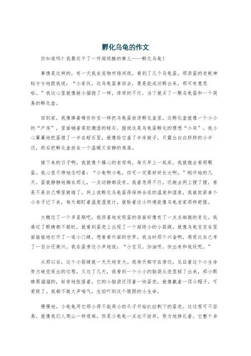 孵化乌龟的作文