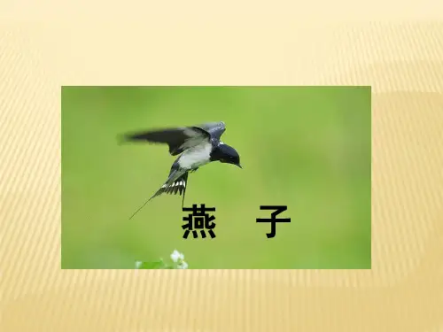 三年级下册语文优秀课件-课文1《燕子》苏教版(2016)(共33张PPT)
