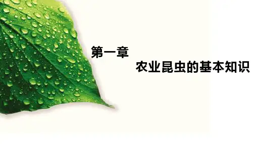 昆虫的头部(农业昆虫的基本知识)