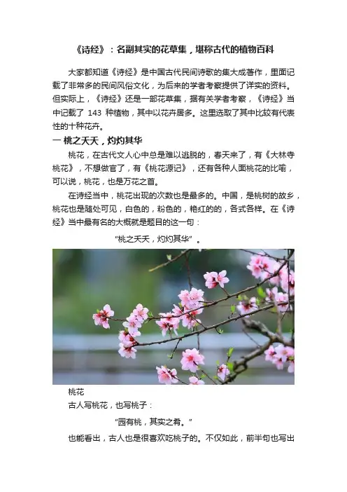 《诗经》：名副其实的花草集，堪称古代的植物百科