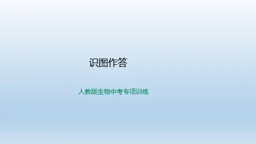 人教版生物中考专项训练-识图作答PPT(39张)优质课件