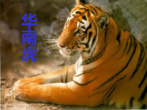 华南虎课件(王冬菊)