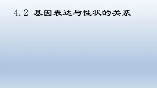 高中生物-4.2 基因表达与性状的关系 课件