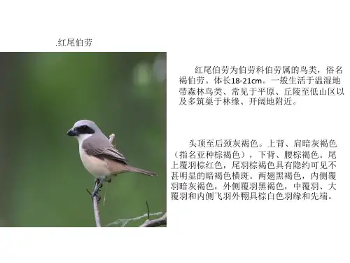 常见鸟类形态特征简介