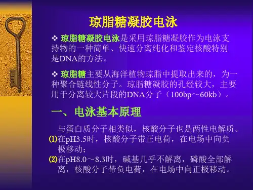 琼脂糖凝胶电泳