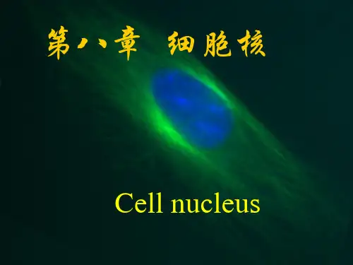 医学细胞生物学 第八章 细胞核