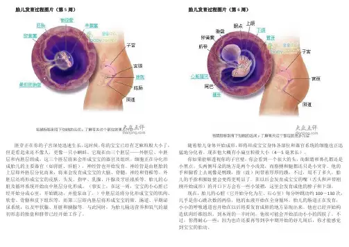 准妈妈第二月