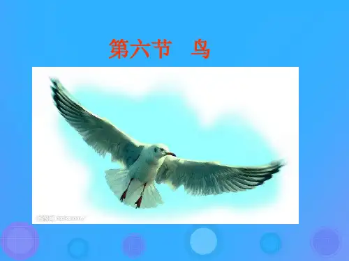 人教版5.1.6《鸟》课件(51张PPT)