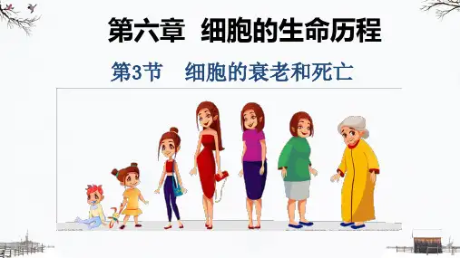 6.3细胞的衰老和死亡课件-高一上学期生物人教版(2019)必修1