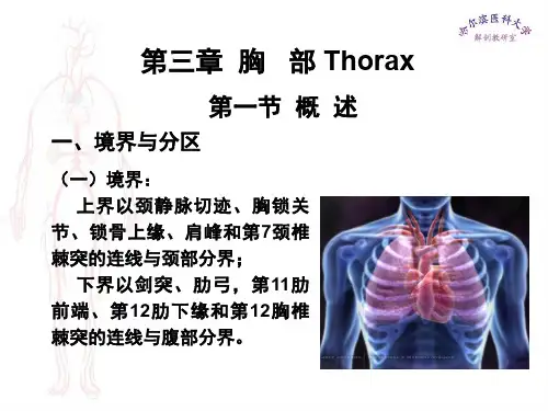 临床医学五年制局部解剖学课件胸部