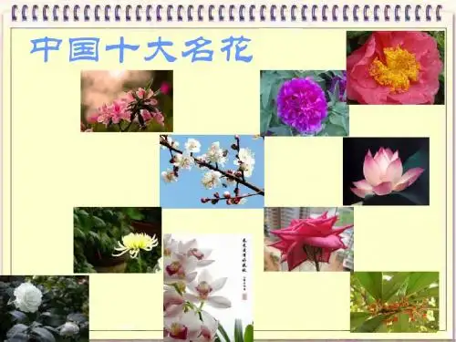 我国十大名花