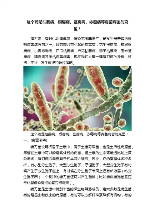 这个药是枯萎病、根腐病、茎腐病、赤霉病等真菌病害的克星！