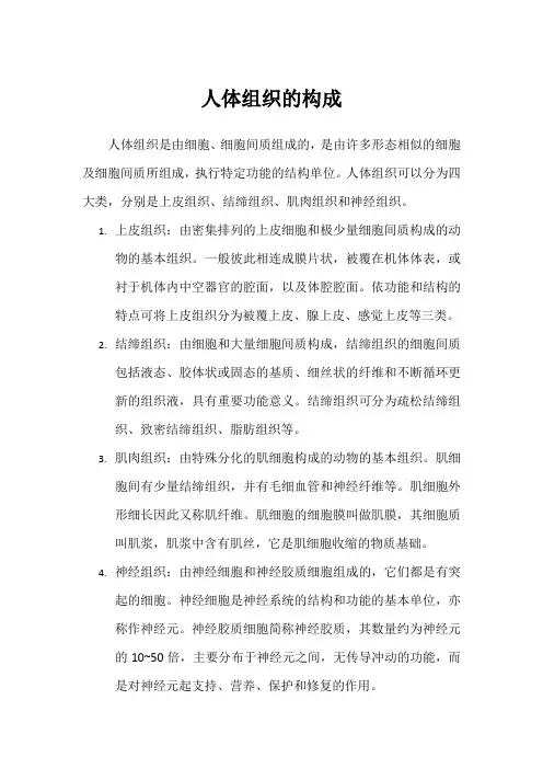人体组织的构成