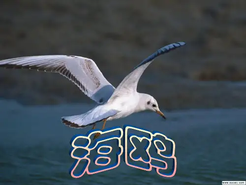 海鸥.PPT