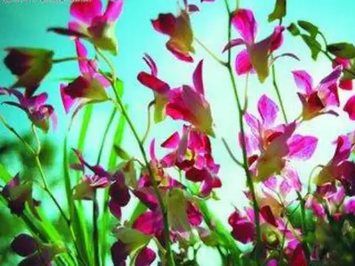 三年级科学上册《凤仙花》-(2)