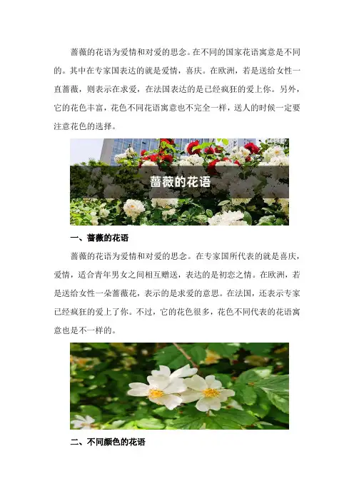 蔷薇的花语和寓意,适合送给什么人