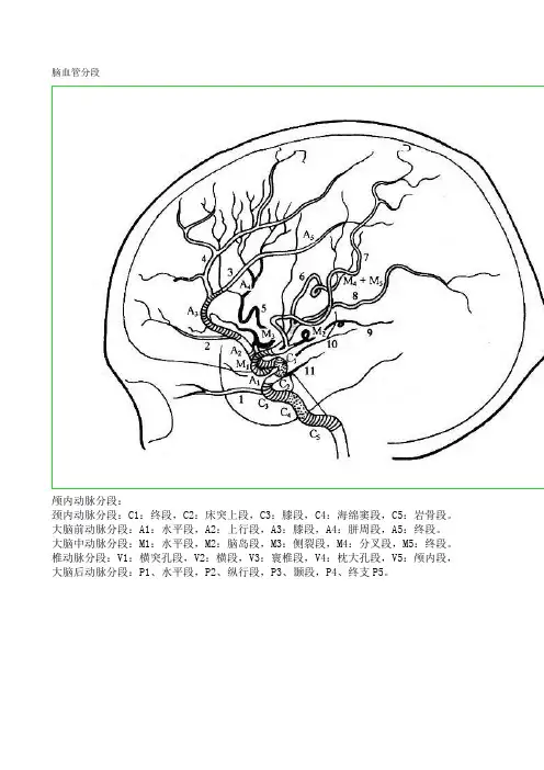 脑血管分段1
