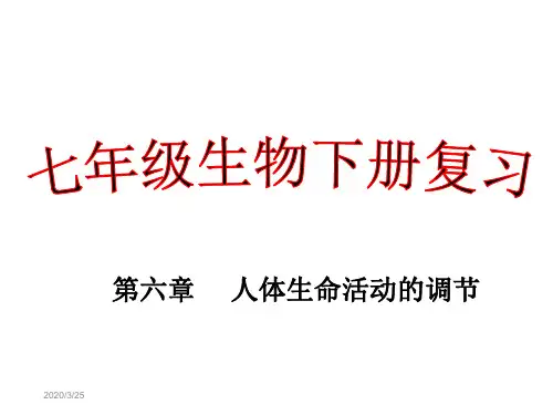 七级下册生物第六章人体生命活动的调节复习  ppt课件