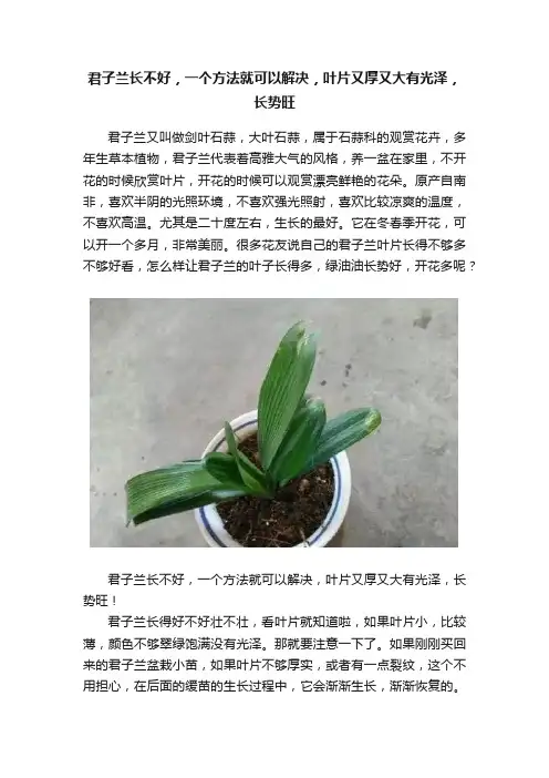 君子兰长不好，一个方法就可以解决，叶片又厚又大有光泽，长势旺