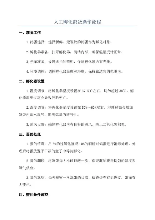 人工孵化鸽蛋操作流程