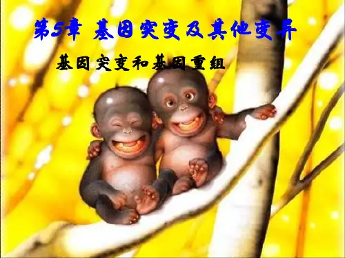 人教版高中生物必修二第5章第1节基因突变和基因重组 课件(共31张PPT)