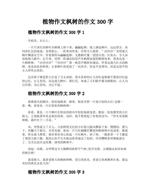植物作文枫树的作文300字