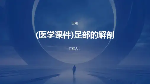 (医学课件)足部的解剖