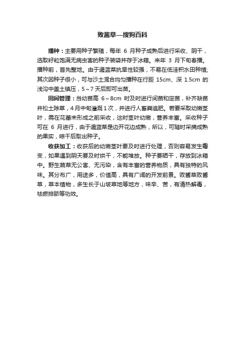 败酱草—搜狗百科