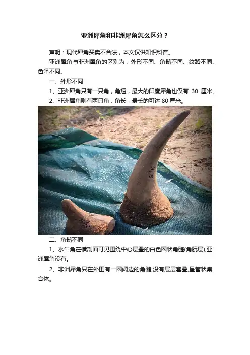 亚洲犀角和非洲犀角怎么区分？