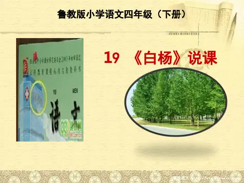 四年级下册语文课件19《白杨》∣鲁教版 (共41张PPT)