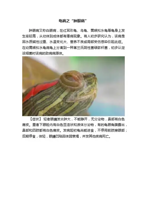 龟病之“肿眼病”