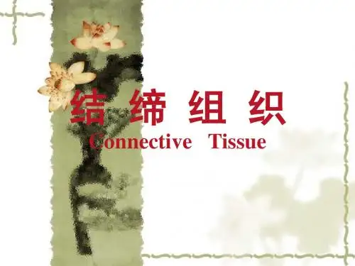 第四章 结缔组织