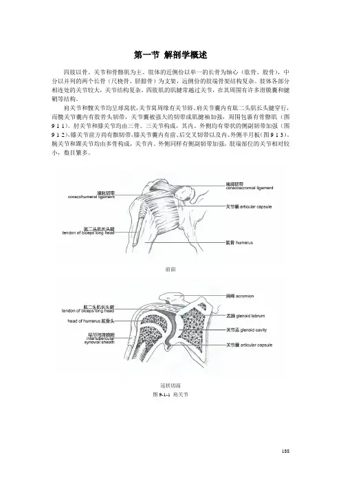 四肢影像解剖