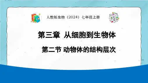 第三章第二节 动物体的结构层次-七年级生物上册课件(人教版2024)