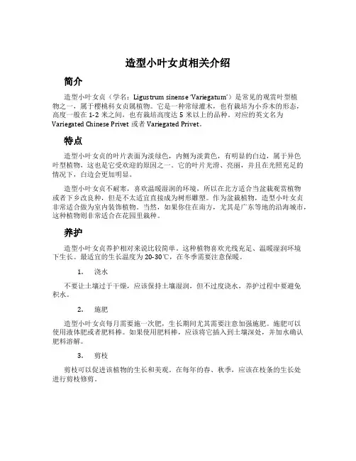 造型小叶女贞相关介绍